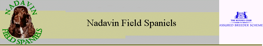 Nadavin Field Spaniels